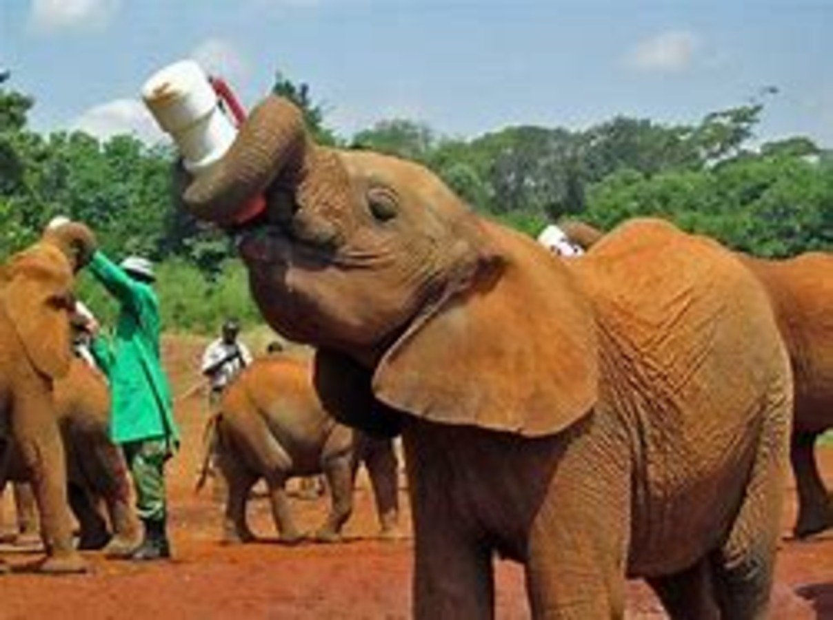 David Sheldrick Wildlife Trust